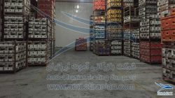dates supplier, dates suppliers, international dates supplier, wholesale dates supplier, dates supplier in iran