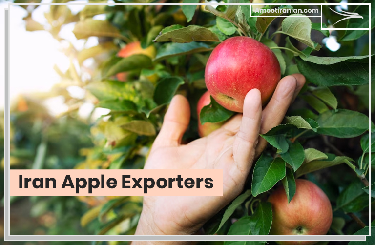 Iran Apple Exporter
