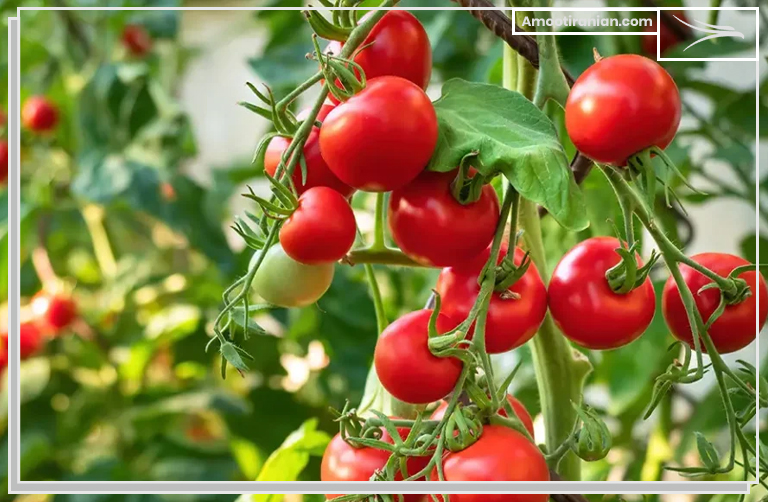 Iran Tomato Exporter 