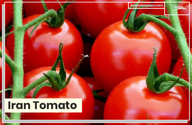 Iran Tomato