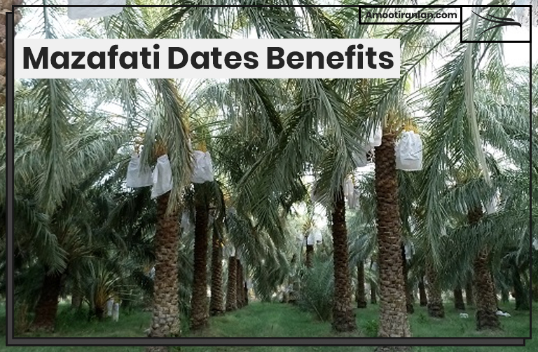 Mazafati Dates Benefits