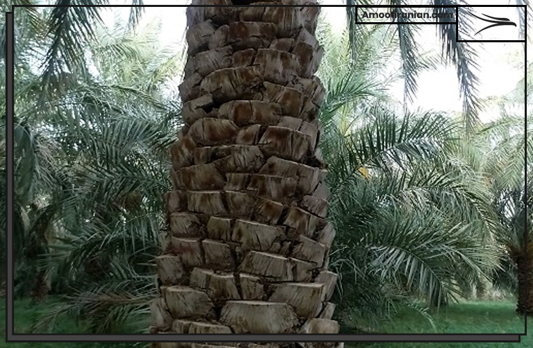 date palm 