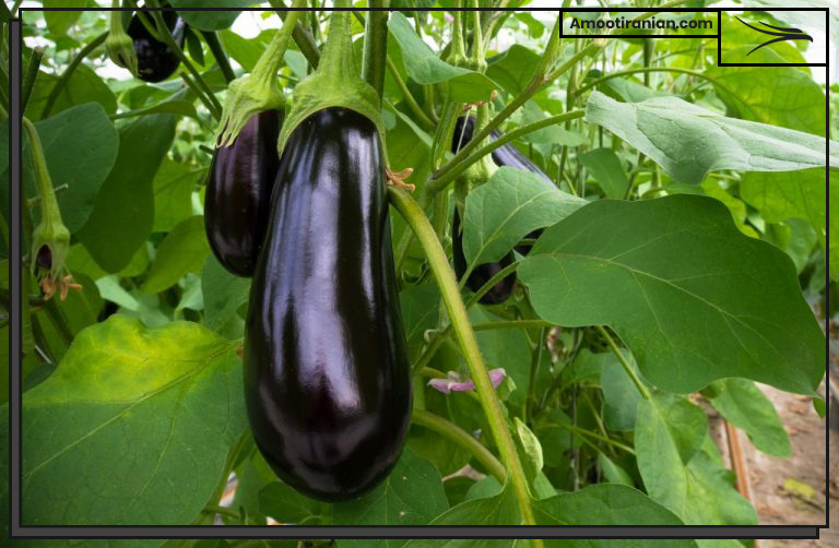 Amoot's fresh eggplant 