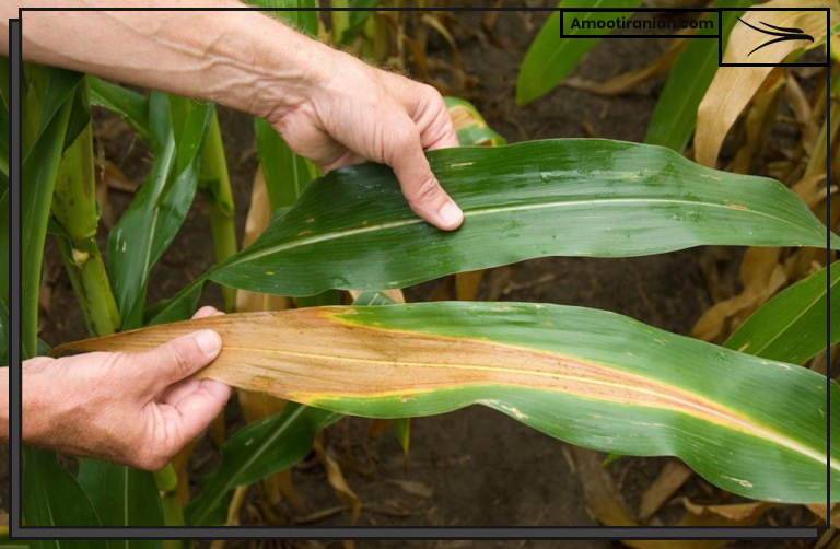 Nitrogen in Plants