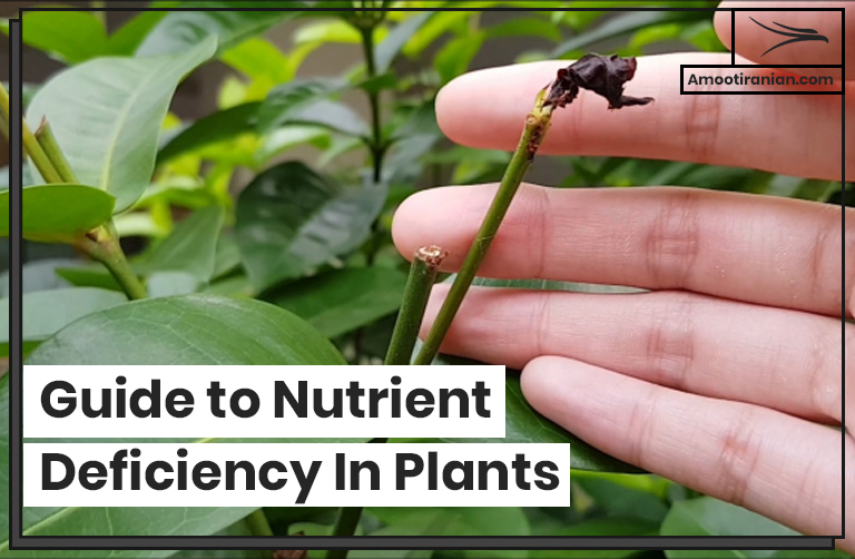 Guide to Nutrient Deficiency In Plants