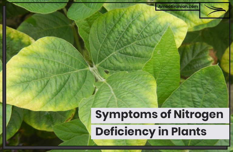 Symptoms of Nitrogen Deficiency in Plants