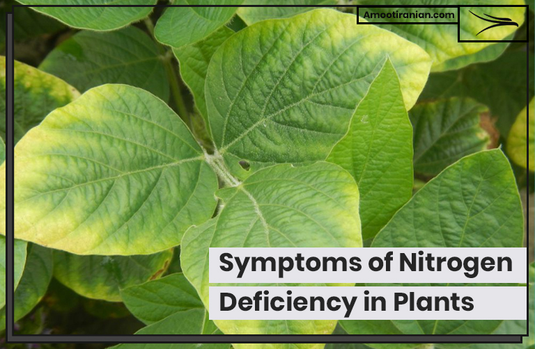 Symptoms of Nitrogen Deficiency in Plants | Amoot Iranian Trading Company