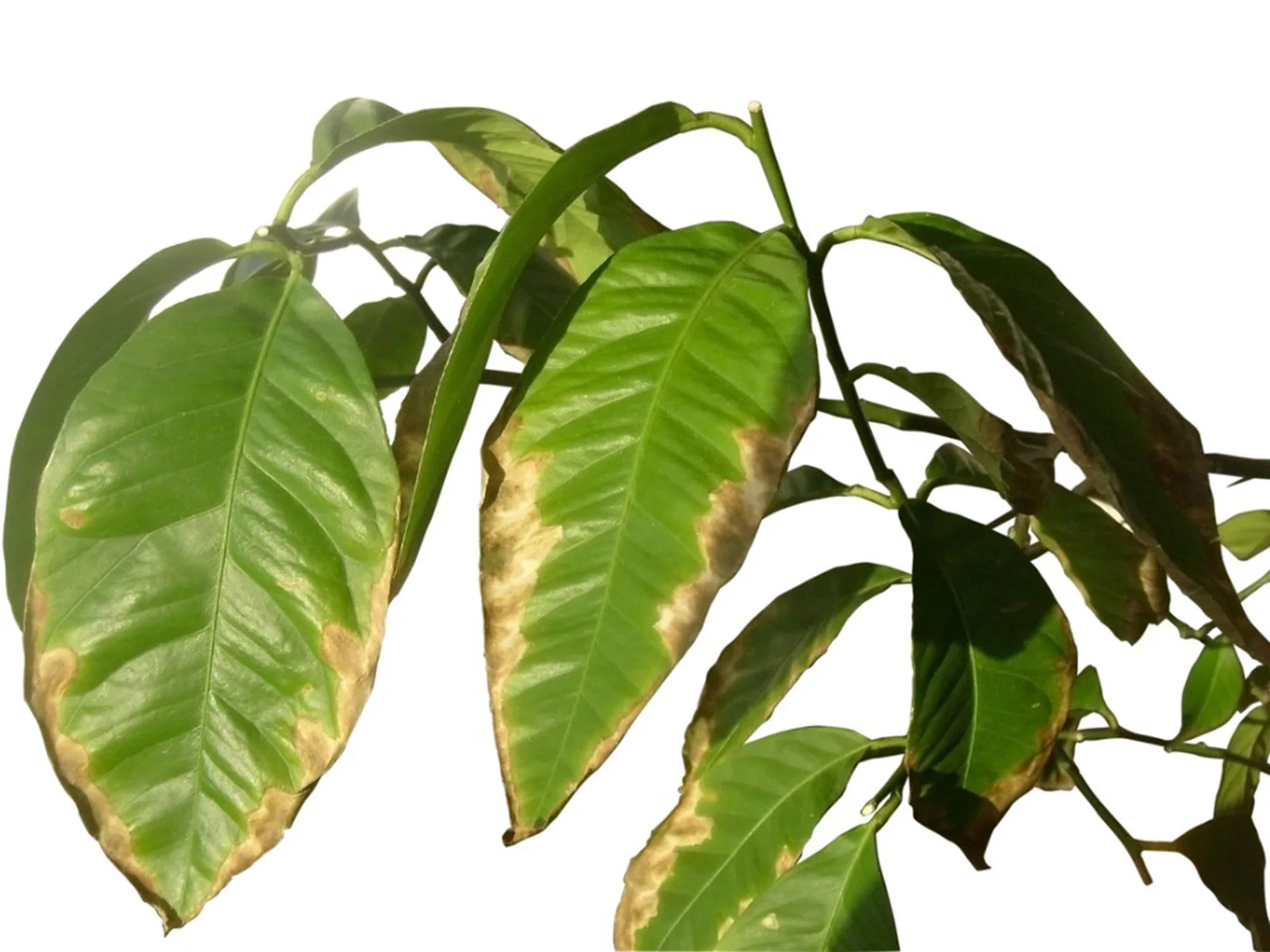 brown leaf edges of plants 