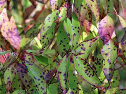 purple spots of green leaves