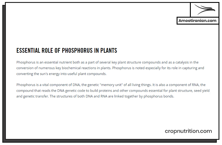 role of phosphorous in plants 