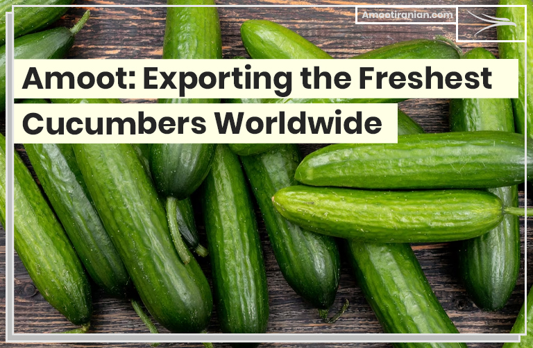 Amoot cucumber export