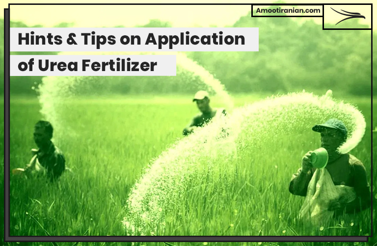 Hints-Tips-on-Application-of-Urea-Fertilizer
