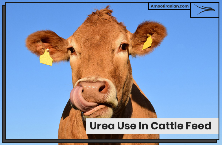 Urea Use In Cattle Feed