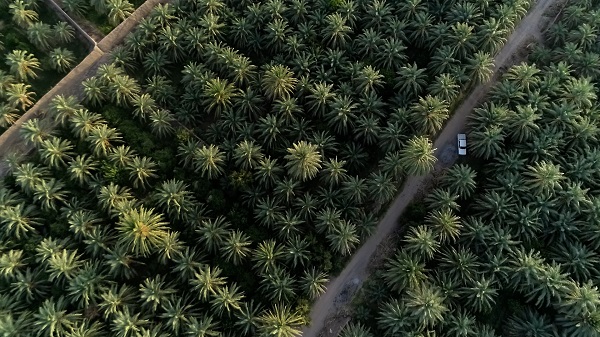 Mazafati Dates Farms in Bam, Iran