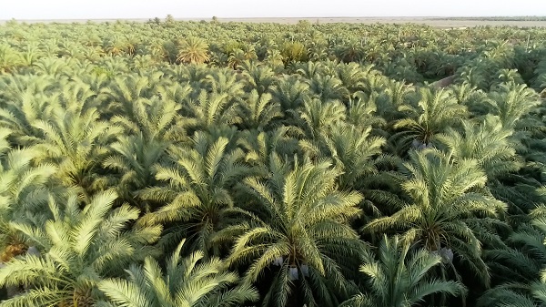 Mazafati Dates Farms in Bam, Iran