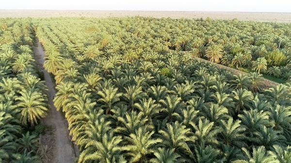 Mazafati Dates Farms in Bam, Iran