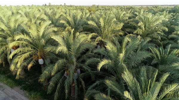 Mazafati Dates Farms in Bam, Iran