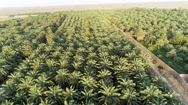 Mazafati Dates Farms in Bam, Iran