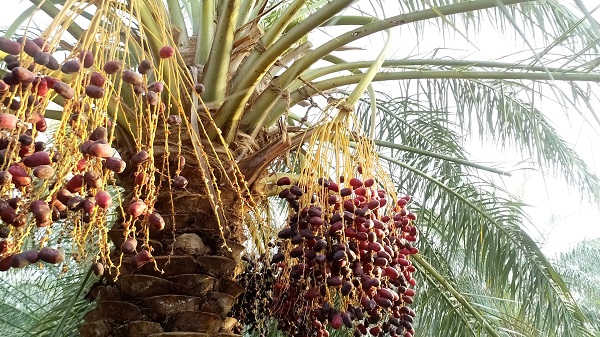 Mazafati Dates Tree in Bam, Iran