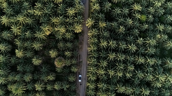 Mazafati Dates Tree in Bam, Iran