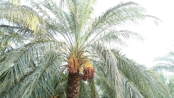 Mazafati Dates Tree in Bam, Iran