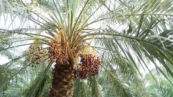 Mazafati Dates Tree in Bam, Iran