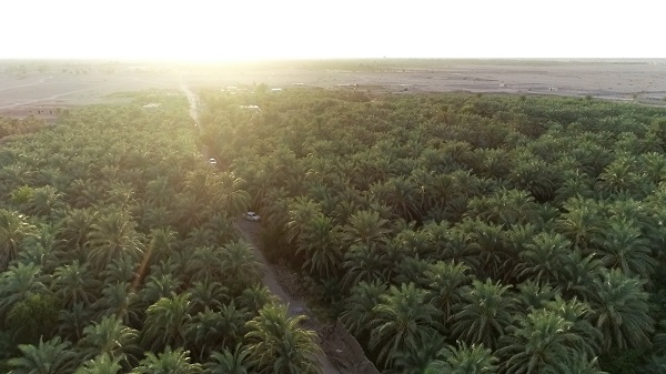 Mazafati Dates Farms in Bam, Iran