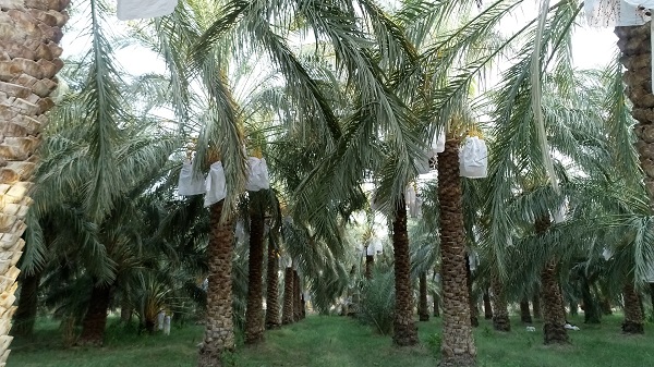 Mazafati Dates Tree in Bam, Iran