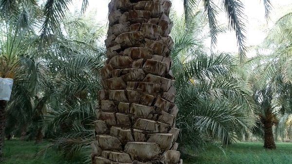 Mazafati Dates Tree in Bam, Iran