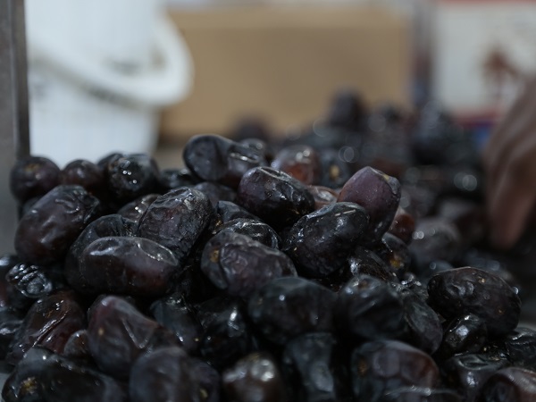 Mazafati Dates Manufacturers in Bam, Iran