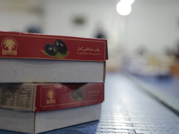 Mazafati Dates Manufacturers in Bam, Iran
