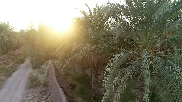 Mazafati Dates Farms in Bam, Iran