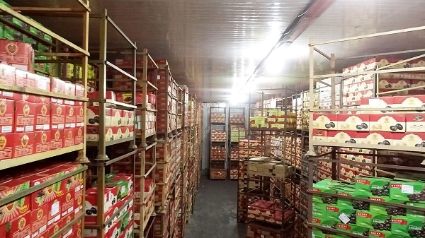 Mazafati Dates Manufacturers in Bam, Iran