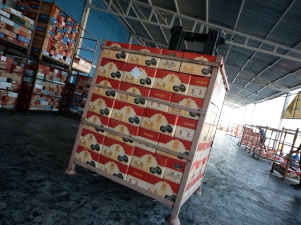 Mazafati Dates Manufacturers in Bam, Iran