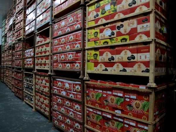 Mazafati Dates Manufacturers in Bam, Iran