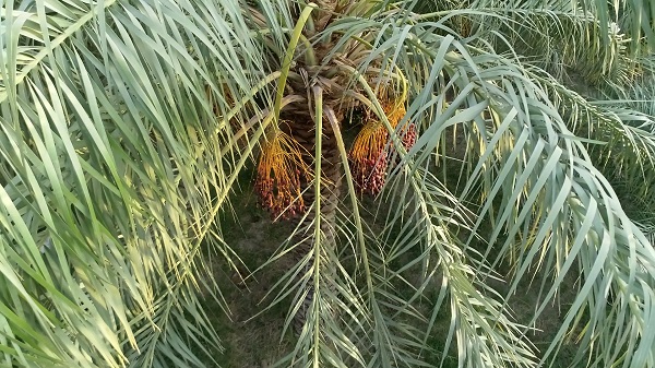 Mazafati Dates Farms in Bam, Iran