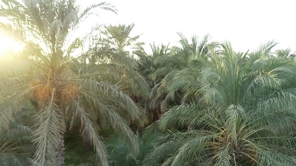 Mazafati Dates Farms in Bam, Iran