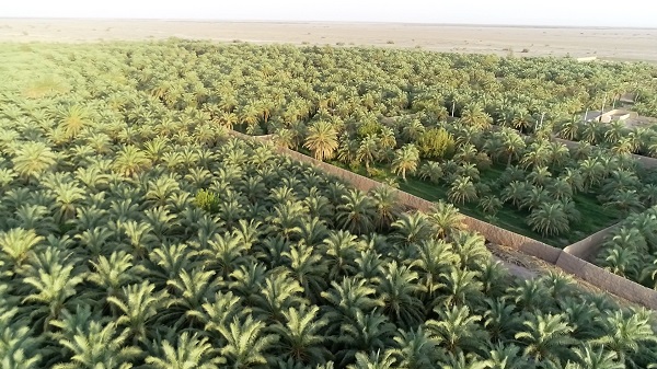 Mazafati Dates Farms in Bam, Iran